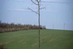 DSCF1208